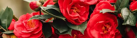 Camellia Banner 2025WP2.webp