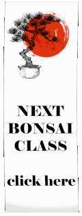 nextbonsaiclassbanner.gif