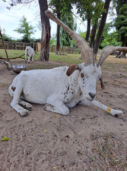 Parrainer un bouc