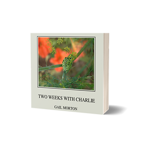 unnamed (7).png