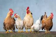 Convertible Ground Chicken