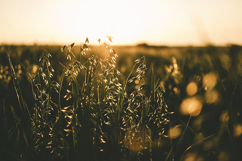 nature-1774821_1920.jpg