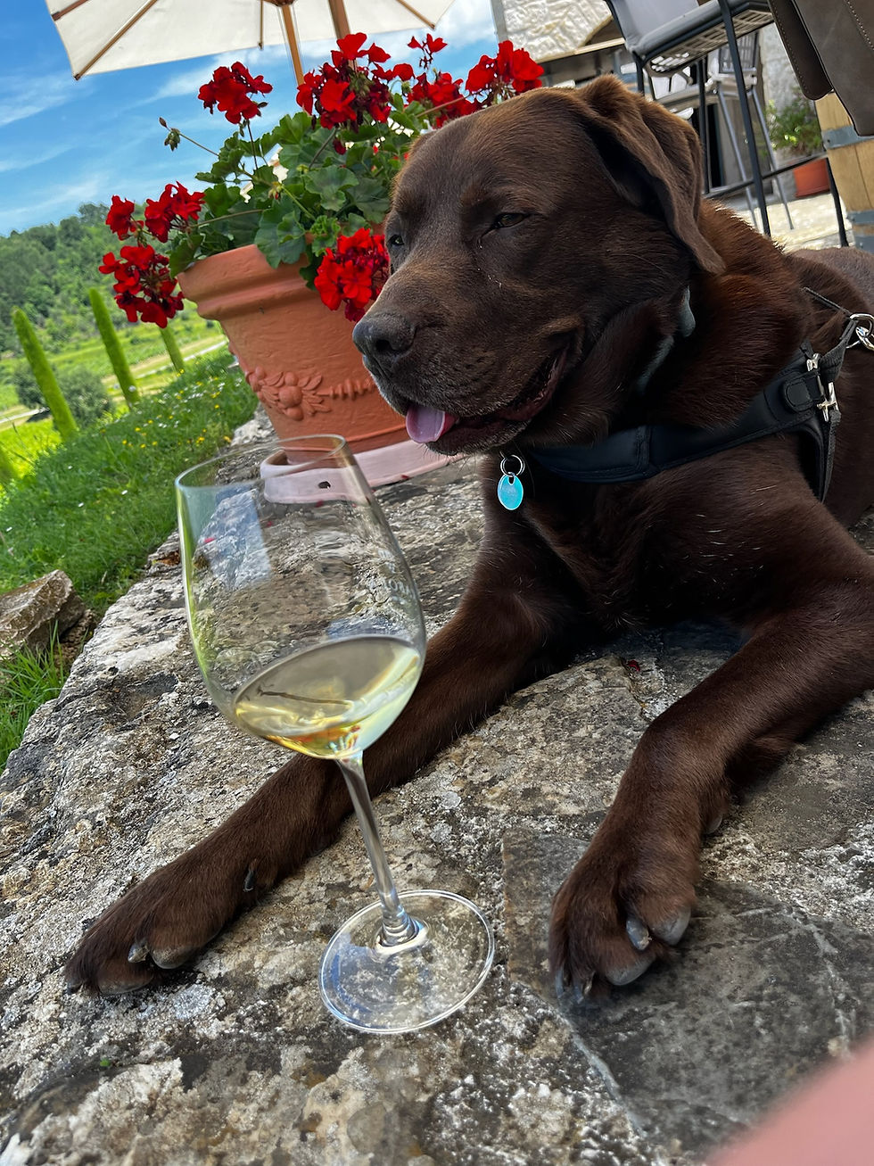 Balou - Travel & Barrel.jpeg