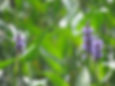 Water Hyacinths in Bloom.