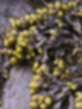 BladderPod Seaweed