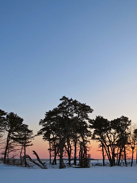 Popham Pitch Pines