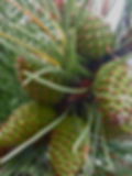 Young Pinecones