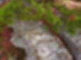 Scrub Pine