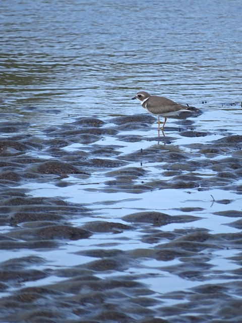 Semi Palmated Plover