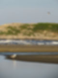 Surf & Gulls at Reid