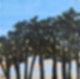 Pitch Pines At Popham