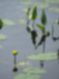 Water Lily and Hyacinths
