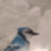 Encaustic Blue Jay