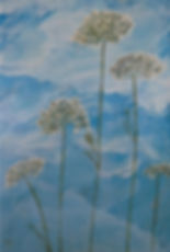 Queen Annes Lace