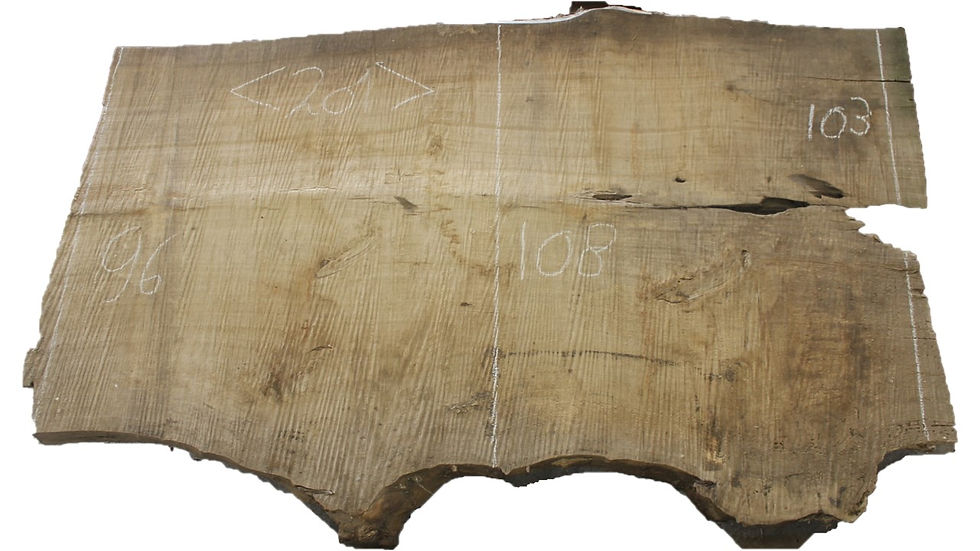 Boomstamblad | Populier | Lengte 201 cm | Dikte 8,5 cm | P017