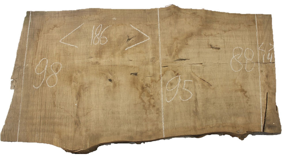 Boomstamblad | Populier | Lengte 186 cm | Dikte 7,5 cm | P015