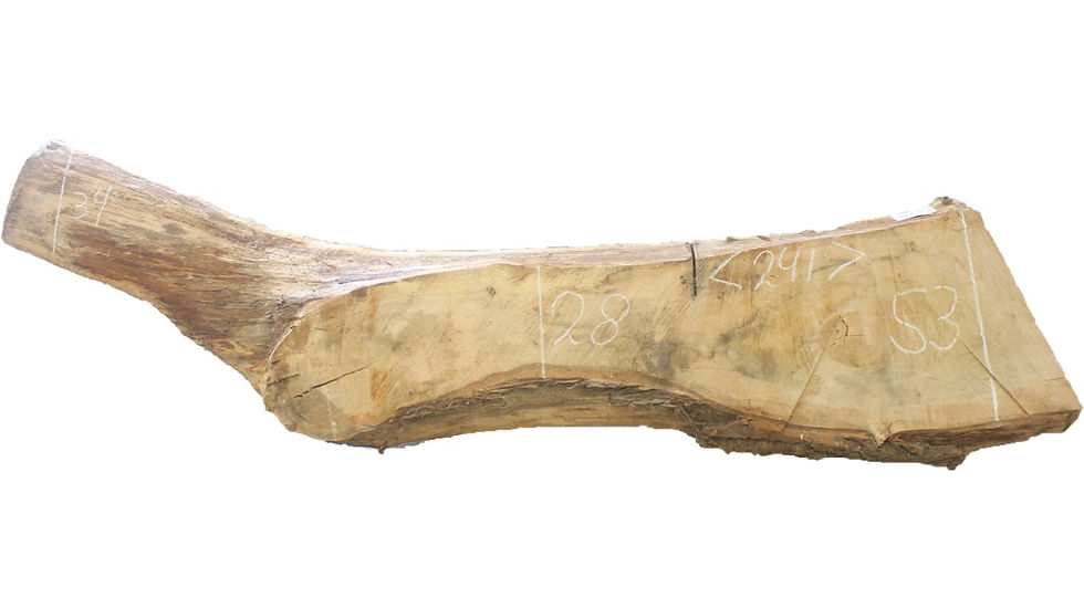 Boomstamblad | Populier | Lengte 241 cm | Dikte 7,5 cm | P020