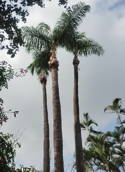 Limpeza de palmeiras 