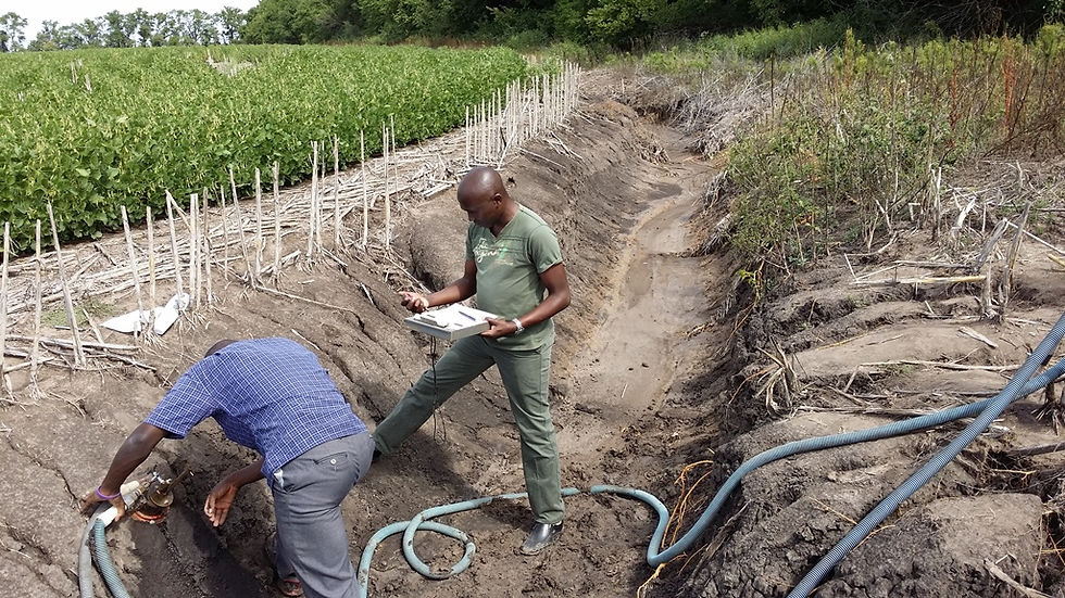 A gully runs between two fields. Two Kansas State University scientists stand in the gully to measure soil erodibility. One is bending to examine the soil. The other refers to a clipboard. Photo by Aleksey Sheshukov, Kansas State University.