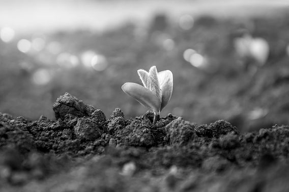 soybean soil sprout_iStock-1284182036.jpg_bw.jpg