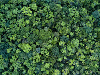 Sustaining our Forests