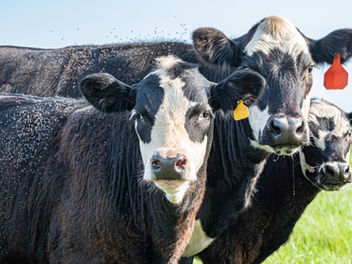 Managing Arthropod Pests in Animal Agriculture