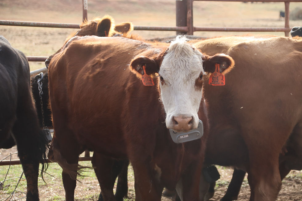 Three cows stand in front a fence. The cow in the center faces the camera. The cow is brown with a white face. It has a red tag on each ear and wears a collar with a small box-shaped GPS unit that is used as part of a virtual fencing system. Photo by Kevin Wagner, Oklahoma State University.