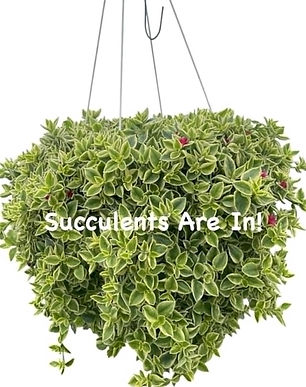 succulents.jpg