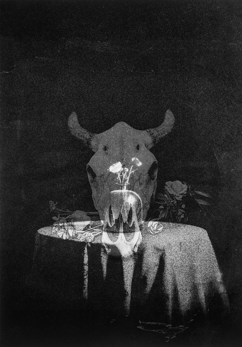 הדר מיץ, טבע דומם גולגולת 2026