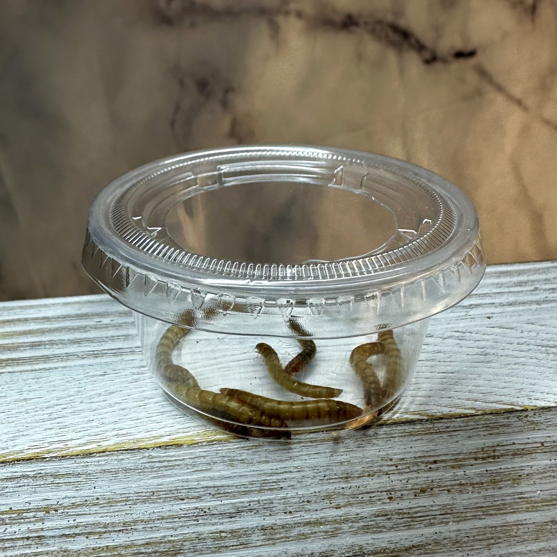 2 oz Insect Escape-Proof Dish (2 Pack)