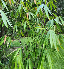 Malaysian Black Clumping Bamboo Gigantochloa