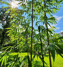 emeiensis flavodivirens clumping bamboo