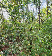 punting pole clumping bamboo Bambusa Tuldoides