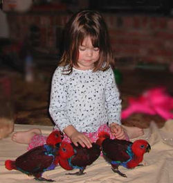 Ashle & Eclectus Babies