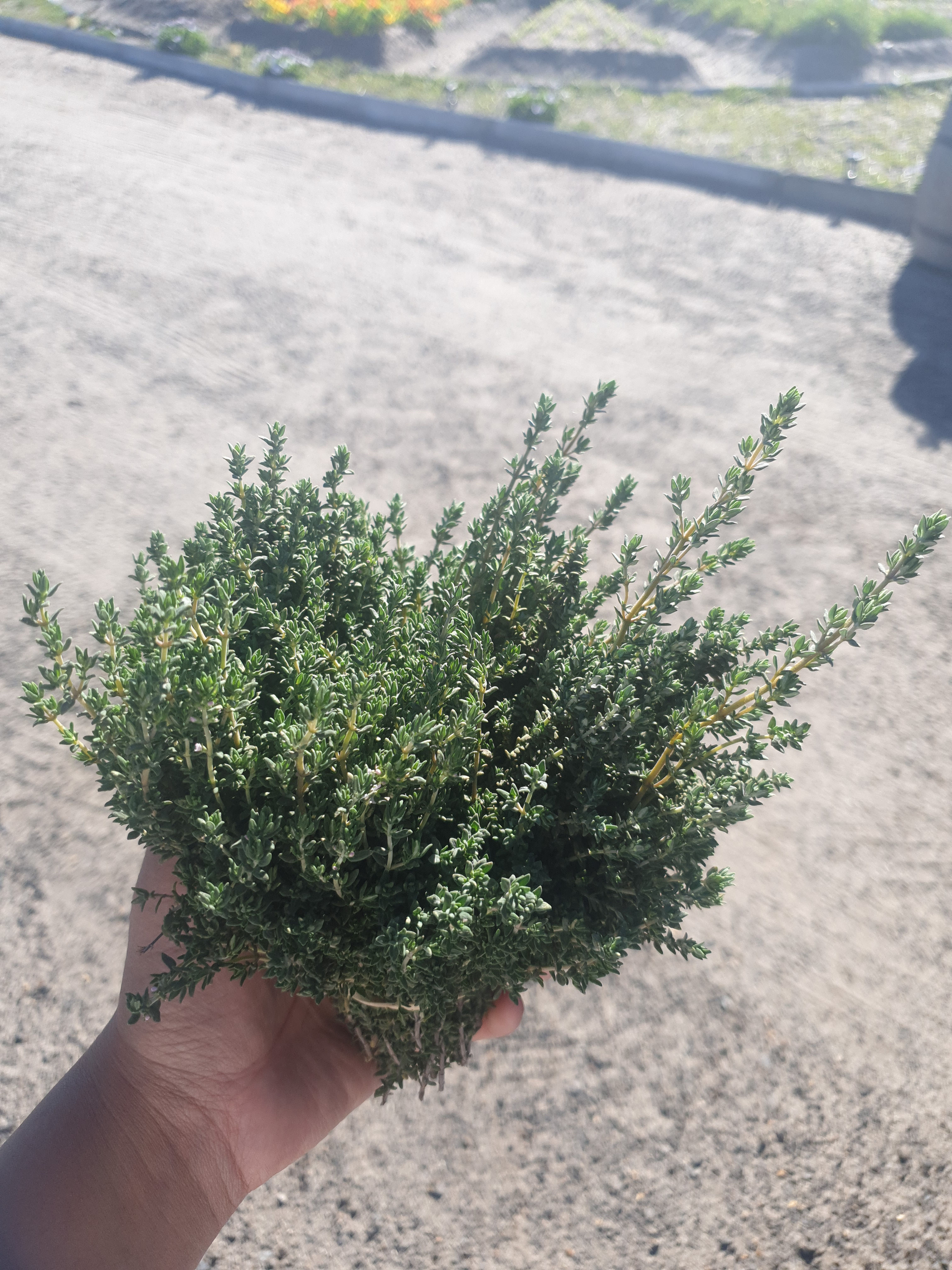 Thyme