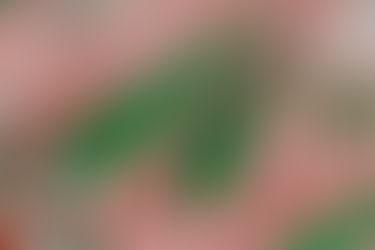 Peppermint for the holidays