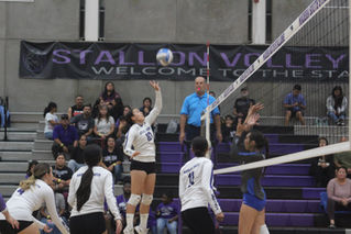 Stallions fall in five, again