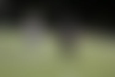 Hawks dominate in undefeated battle