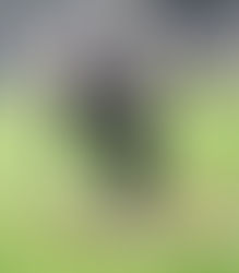 Torres upset bid falls on Sr. Night to Sunnyside