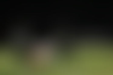 Liberty perfect in regular season