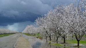 Rain welcome, but hurts farmers