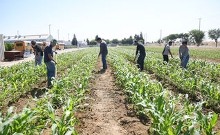 Madera corn lovers rejoice