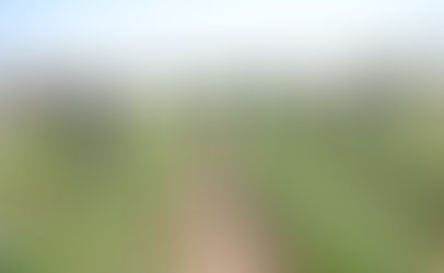 Madera corn lovers rejoice