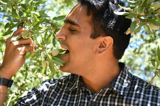 Madera farmer makes almond butter