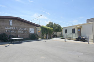 Distemper virus hits Madera animals