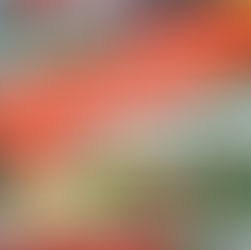 Sammelaktion wird verschoben!