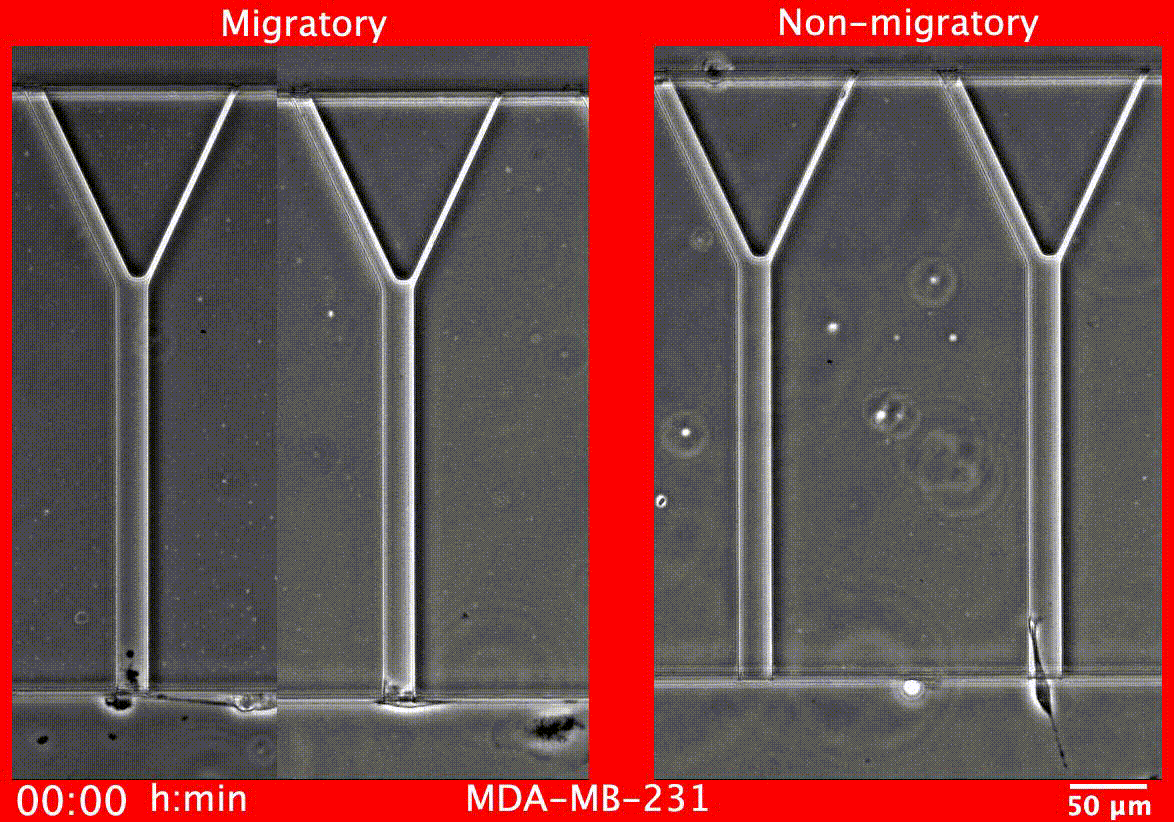 motility video general.gif