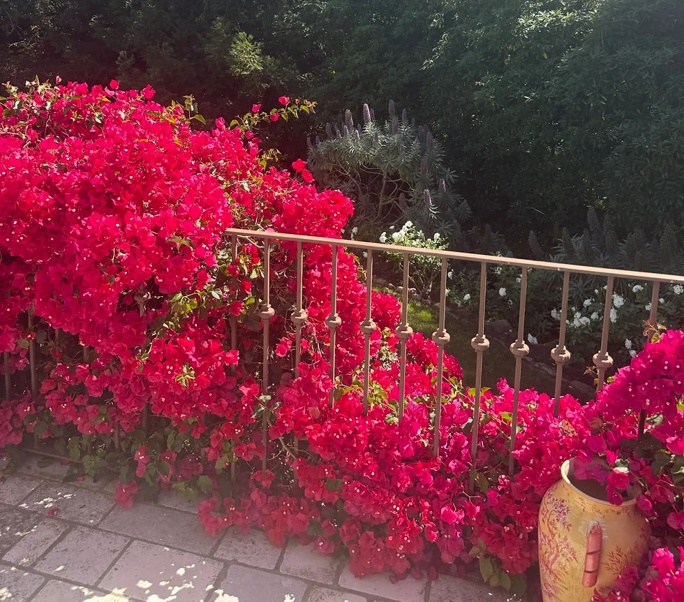 Bouganvillea