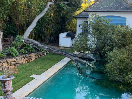 A Fallen Oak