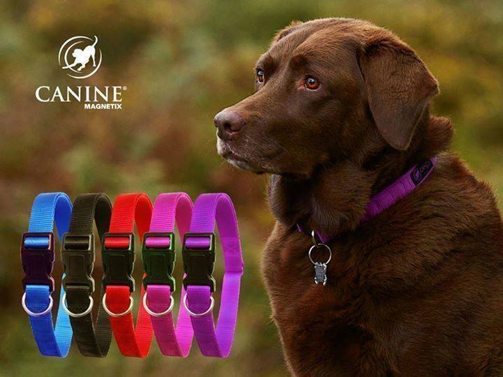 Pet Collars & Jewelry Dog tag collar bio gift collar gift pain